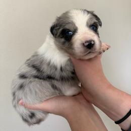 Emerald - Blue merle female Australian Shepherd puppy in Weeki Wachee, Florida from Ace of Spades Australian Shepherds