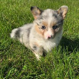 GINGER (Merle) fluffy tail docked - Blue merle and white female American Corgi puppy in Walker, Iowa from Double K Corgis