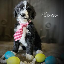 Bernedoodle Puppies from Hudson Shore Bernedoodles