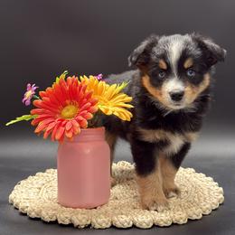 Nelson - Black tri male Miniature Australian Shepherd puppy in Covington, Pennsylvania from Rigas Mini Aussies LLC