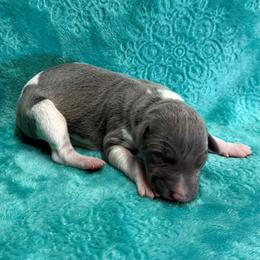 Silk - White and blue female Whippet puppy in Gentry, Arkansas from Mardel Robeson of Mulberry Hollow Whippets
