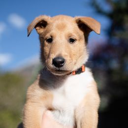 Lucius - Collie puppy in Provo, Utah from Cor Collies