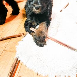 Goldendoodle Puppies from Lundee Doodles
