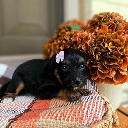 Ember - Phantom female Bernedoodle puppy in Russell Springs, Kentucky from 270 Doodles