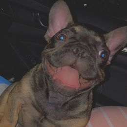 French Bulldogs from Mobbullyfarms