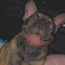 French Bulldogs from Mobbullyfarms