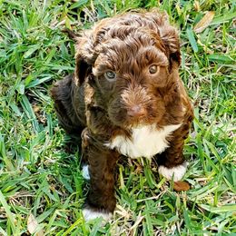 Double Doodle Puppies from Delightfully Double Doodles