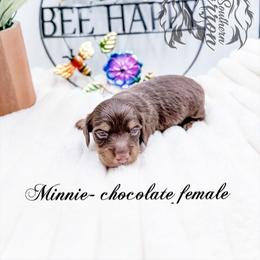 Minnie - Chocolate and tan female Dachshund puppy in Prairieville, Louisiana from Southern Barron Danes & Dachshunds