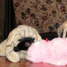 Mastiff Puppies from Mountainview Mastiffs