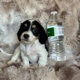 Colby - Black and cream male Dachshund puppy in Lincoln, California from ForeversEdge Doxies