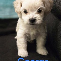 Australian Cattle Dog and Maltipoo Puppies from Cowgirl's Legacy