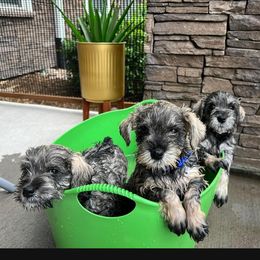 Miniature Schnauzer All Grown Up from Happy Schnauzer