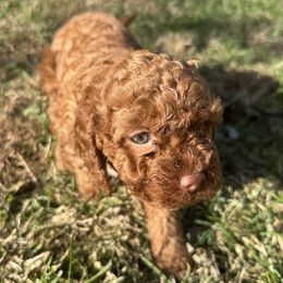 Reba - Red female Cockapoo puppy in Sheridan, Missouri from Shepherdsfold’s Cockapoos