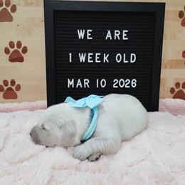 Lt blue collar girl - Light golden female Golden Retriever puppy in Rochester, Washington from Grand Mound Goldens