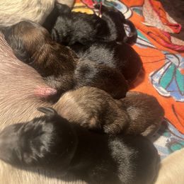 Afghan Hound Puppies from Kelli Kujawa