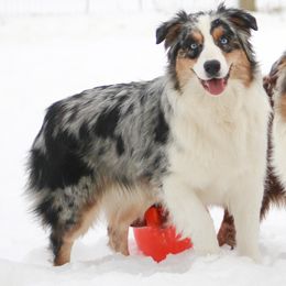 Pearl - Australian Shepherd