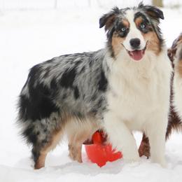 Pearl - Australian Shepherd