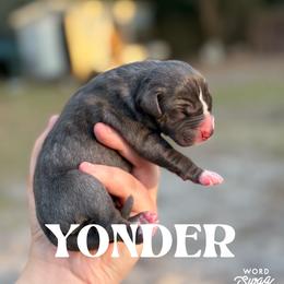 Yonder - Blue merle male Catahoula Leopard Dog puppy in Okeechobee, Florida from Lazy 44 Catahoulas