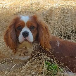 Flynn - Cavalier King Charles Spaniel