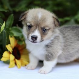 American Corgi and Basset Hound Puppies from High Hopes Hounds