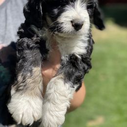 Bernedoodle Puppies from Big Sky Bernedoodles and Poodles