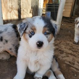 Miniature American Shepherd Puppies from Marquise Miniature American Shepherd