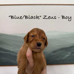 Zeus - Dark golden male Golden Retriever puppy in Weston, Missouri from Love is Golden