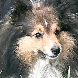 Shetland Sheepdogs and Toy Shetland Sheepdogs from Elaraia Shetland Sheepdogs