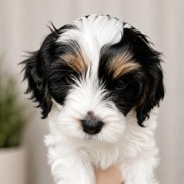 Savannah - Tri-color female Cavapoo puppy in Saratoga Springs, Utah from Joyler Puppies