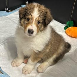 Merry - Sable and white female Collie puppy in Richmond, Kentucky from Puppy Dog City