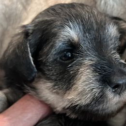 Miniature Schnauzer Puppies from Aurora Miniature Schnauzers