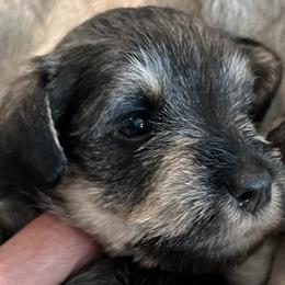 Miniature Schnauzer Puppies from Aurora Miniature Schnauzers