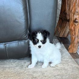 Laken's Tri colored girl - White black and tan female Papillon puppy in Shirley, Arkansas from Lucky Pups