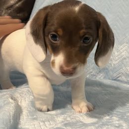 Bobby Joe - Piebald male Dachshund puppy in Wichita, Kansas from Wild West Wiener Lovers