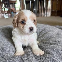 Biscuit - Blenheim male Cavapoo puppy in Nevada, Missouri from Backroad Fur Babies
