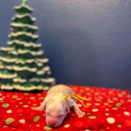 Yeti - Yellow and white male Bernedoodle puppy in Casper, Wyoming from 307 Doodles