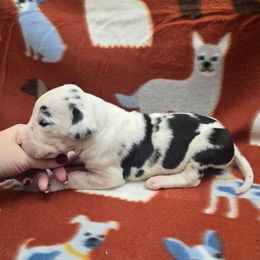 Harlequin Male A - Harlequin male Great Dane puppy in Golconda, Illinois from Breken Great Danes