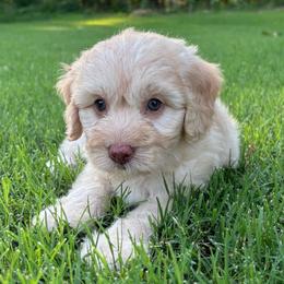 BONDI - male Australian Mountain Doodle puppy in Bristow, Oklahoma from 10-Acre Woods Cockapoos