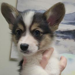 Smore - boy - 7th born - White and black male Pembroke Welsh Corgi puppy in Tomball, Texas from Larsen Loved Corgis