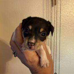 Pup L1 - White black and tan male Toy Fox Terrier puppy in Clermont, Florida from Debbie Hiles's Toy Fox Terriers