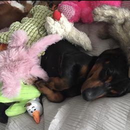 Dachshund Puppies from Cogsworth Cromwell Dachshunds of South West Michigan