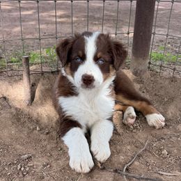 Ruby - Red tri-color female Australian Shepherd puppy in San Tan Valley, Arizona from Reeds Ranch