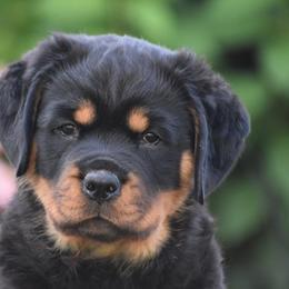 Rottweiler Puppies from Sharp Ridge Rottweilers