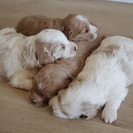 Goldendoodles from Nebo View Paws