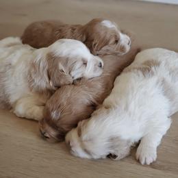 Goldendoodles from Nebo View Paws