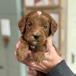Noble - Red  male Goldendoodle puppy in Wharton, Texas from Little Fur Friends