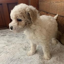 Luna - Parti female Goldendoodle puppy in Haddam, Kansas from Golden B Acres