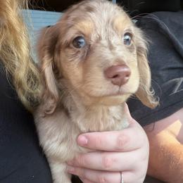 Teddy (ready now) - Dapple male Dachshund puppy in Dinwiddie, Virginia from White Oak Kennels