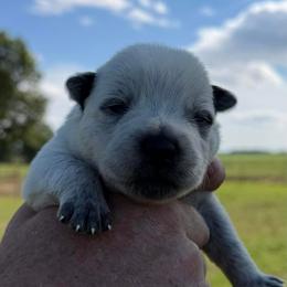 Stark - Blue male Australian Cattle Dog puppy in Devalls Bluff, Arkansas from Coolhand's Australian Cattle Dogs