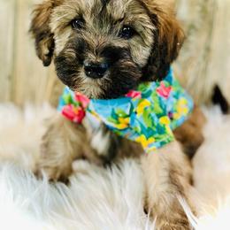 Poodle and Whoodle Puppies from Genesis Family Farm